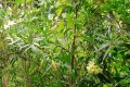 Laurier jaune. Lerium oleander. Méditérrané. 2-3m